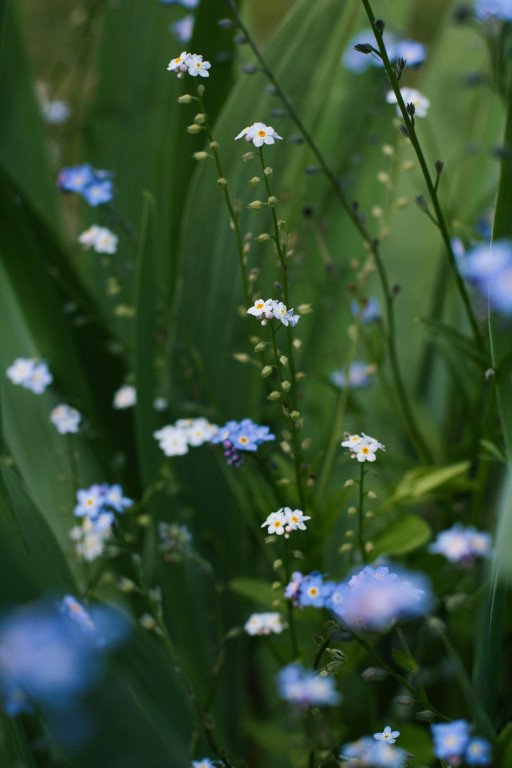 Unveiling the Profound Symbolism of Forget-Me-Not Flowers