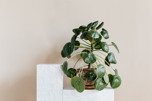 Transform Your Space with a Beautiful Balcony Plant Wall