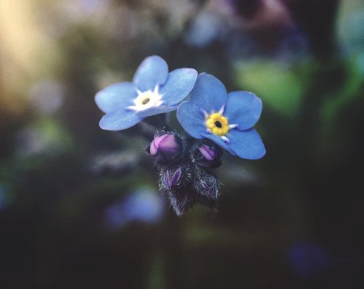 The Unforgettable Radiance: The Blooming of Forget-Me-Nots