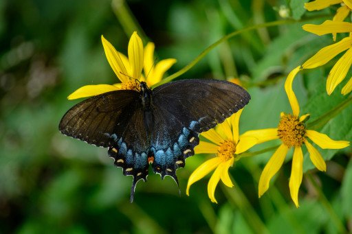 Creating a Flourishing Butterfly Garden at Home