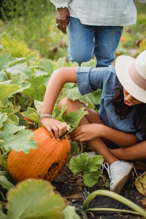 Mastering Vertical Pumpkin Cultivation: Expert Tips for Bountiful Harvests
