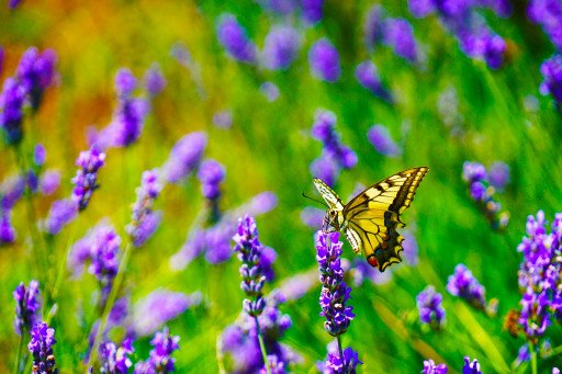 Creating a Flourishing Butterfly Garden: The Ultimate Guide for Enthusiasts
